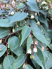 Gaultheria leucocarpa