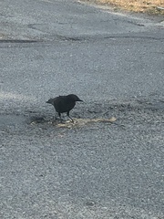 Corvus brachyrhynchos