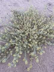 Cleomella obtusifolia