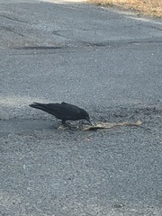 Corvus brachyrhynchos