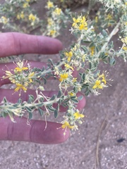 Cleomella obtusifolia