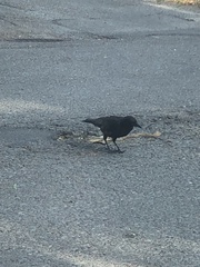 Corvus brachyrhynchos