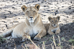 Panthera leo melanochaita