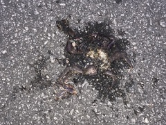 Episesarma versicolor