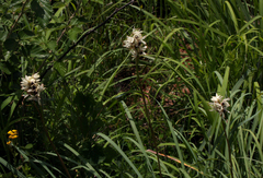 Orthochilus eustachyus