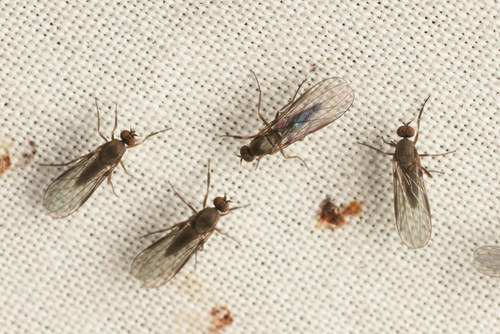 iNaturalist observation photo of Balloon Flies