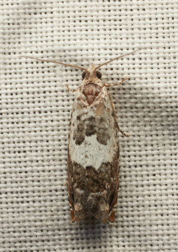 iNaturalist observation photo of Olethreutine Leafroller Moths