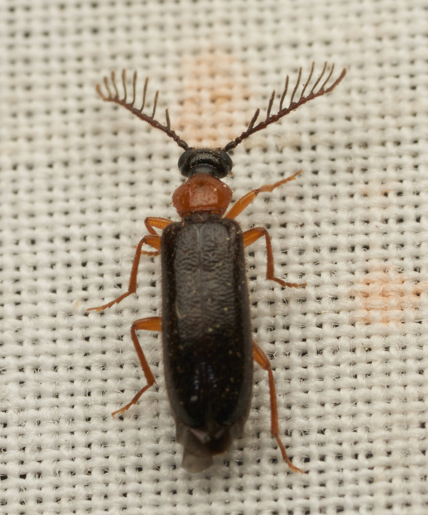 Pedilus flabellatus