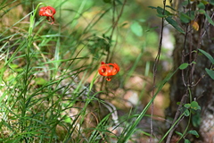 Lilium chalcedonicum