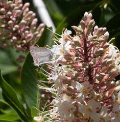 Satyrium californica