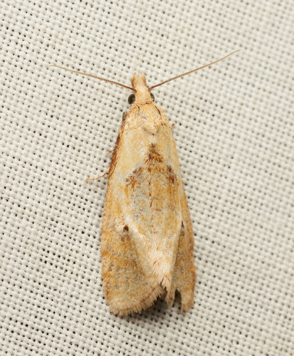 iNaturalist observation photo of Tortricine Leafroller Moths