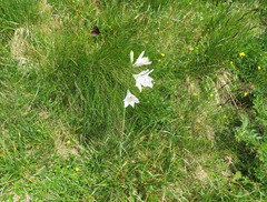 Paradisea liliastrum