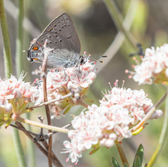 Satyrium californica