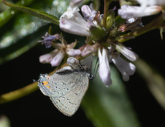 Satyrium californica