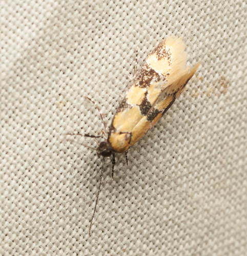 iNaturalist observation photo of Decantha stonda