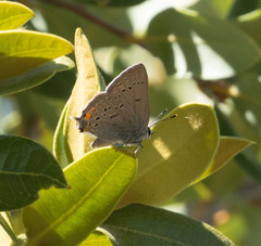 Satyrium californica