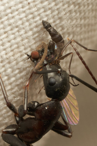 iNaturalist observation photo of Balloon Flies