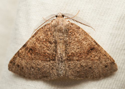 iNaturalist observation photo of Ennominae