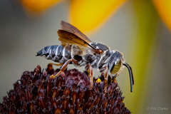 Coelioxys sayi