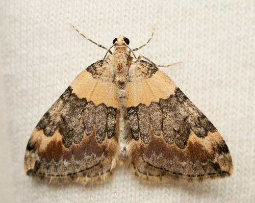 iNaturalist observation photo of Dysstroma