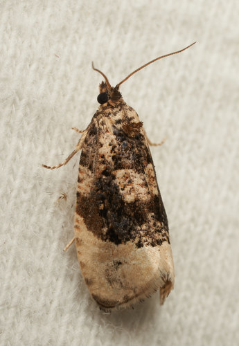 iNaturalist observation photo of Olethreutini