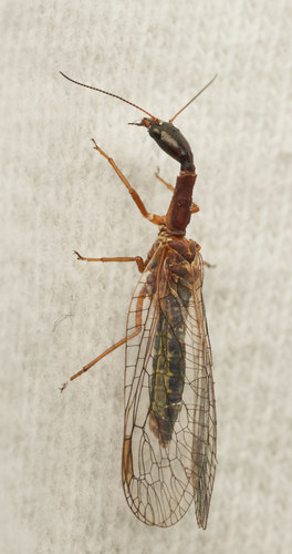 iNaturalist observation photo of Common Snakeflies