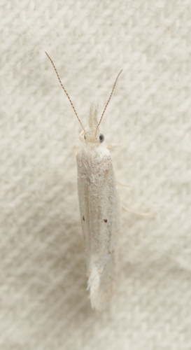 iNaturalist observation photo of Crambid Snout Moths