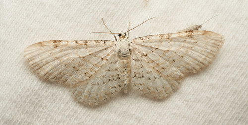 iNaturalist observation photo of Geometer Moths