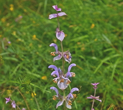 Salvia sclarea
