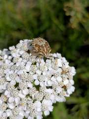 Carpocoris purpureipennis