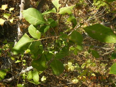 Zanthoxylum arborescens