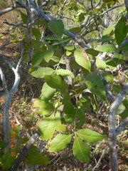 Zanthoxylum arborescens