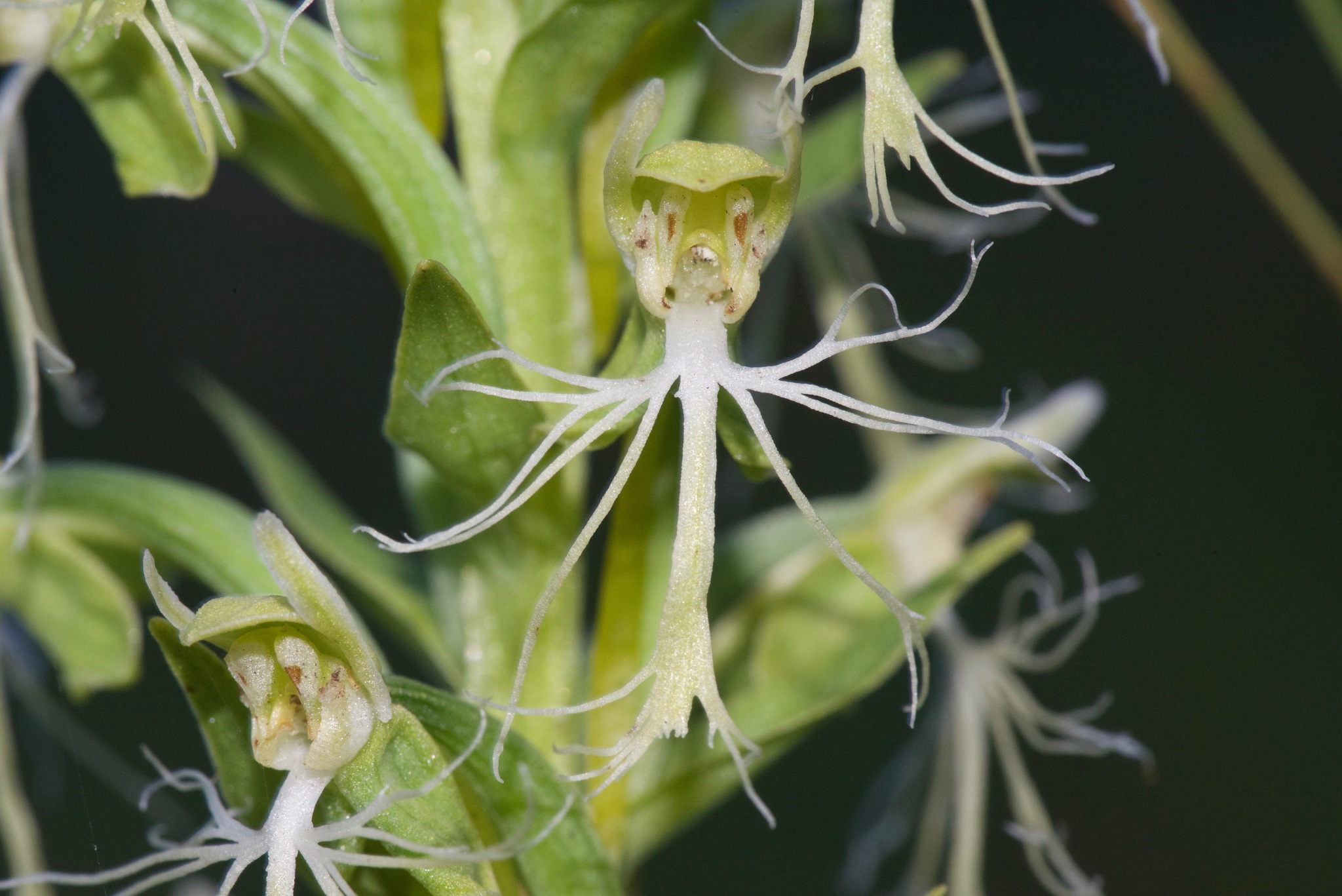 Platanthera lacera
