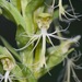 Ragged Fringed Orchid - Photo (c) arethusa, some rights reserved (CC BY-NC)