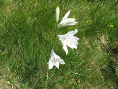 Paradisea liliastrum