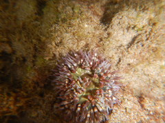 Bunodosoma californica