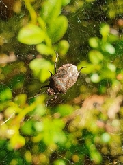 Rhacognathus punctatus