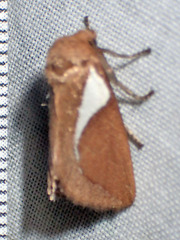 Prolimacodes trigona