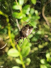 Rhacognathus punctatus