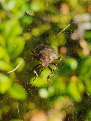 Rhacognathus punctatus