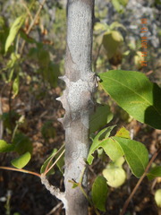 Zanthoxylum arborescens