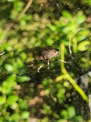 Rhacognathus punctatus