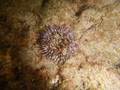 Bunodosoma californica