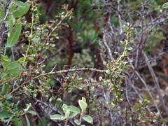 Ceanothus buxifolius