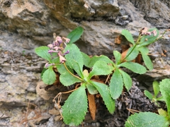 Primula marginata