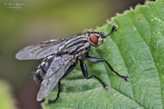 Sarcophaga carnaria