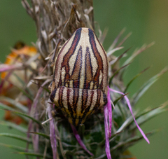 Odontotarsus