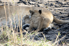 Panthera leo melanochaita