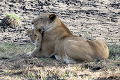 Panthera leo melanochaita