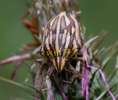 Odontotarsus